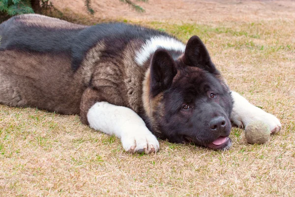 Tired young Akita inu dog — Stock Photo, Image