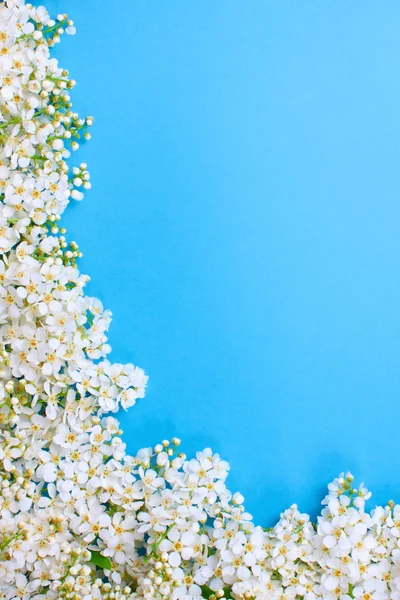 stock image The frame of bird-cherry bunches