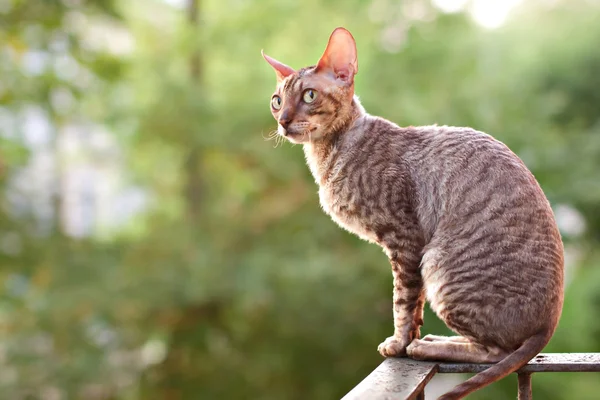콘월어 렉스 회색 고양이 — 스톡 사진