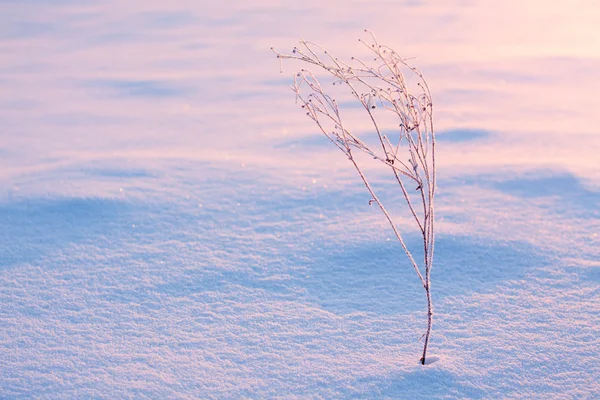 stock image Bush in hoarfrost at snow