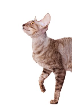 Aç cornish rex yarım lenth yürüyüş