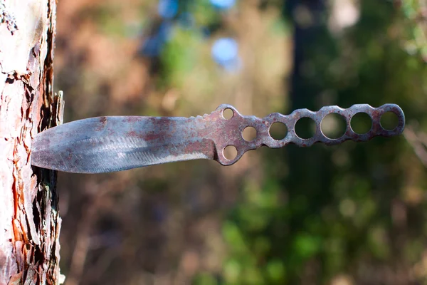 Bıçak ağacının hiking — Stok fotoğraf