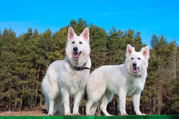 To white Swiss Shepherds — Stock Photo, Image