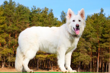 White Swiss Shepherd Dog staying over forest