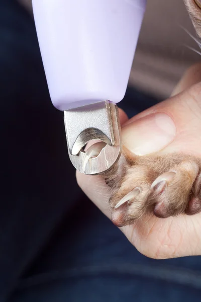 Katze bekommt einen Nagelschnitt — Stockfoto