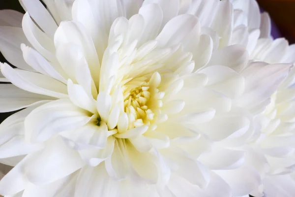 Bud av vita krysantemum — Stockfoto