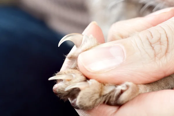 Cat shows claw — Stock Image Cat shows claw Royalty Free Stock Photos
