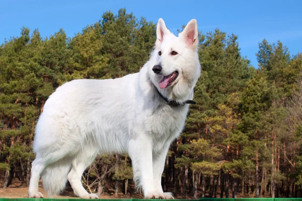 Perro pastor suizo permanecer sobre el bosque —  Fotos de Stock