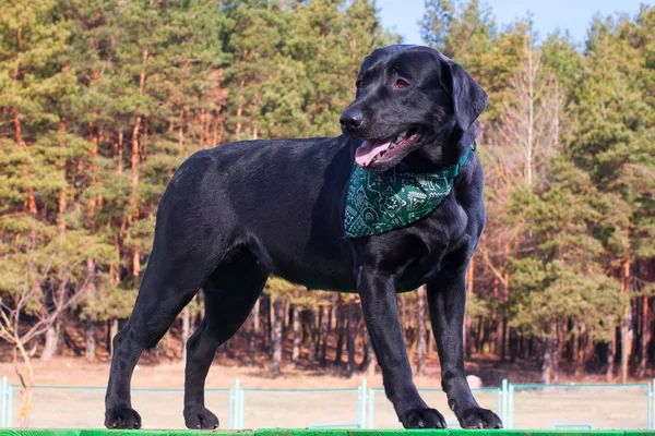 Retrato de Black Labrador retriever — Foto de Stock