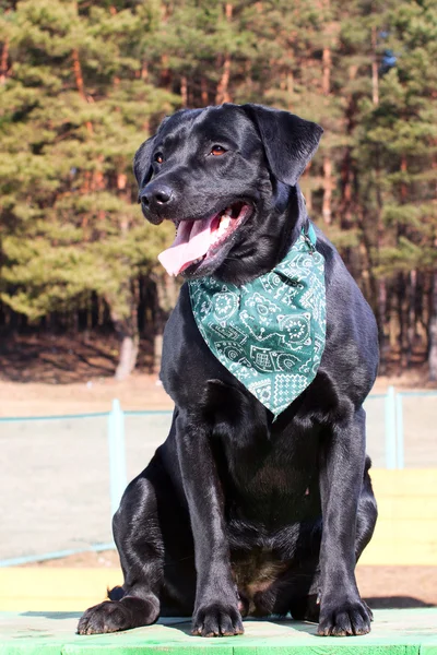 Retrato de Black Labrador retriever —  Fotos de Stock