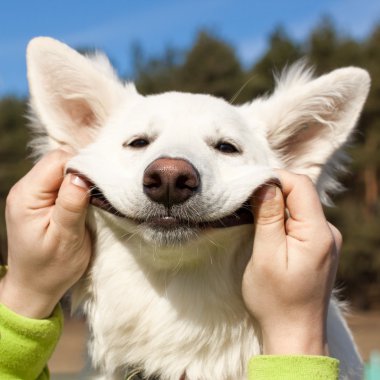 Swiss çoban köpeği gülümsüyor