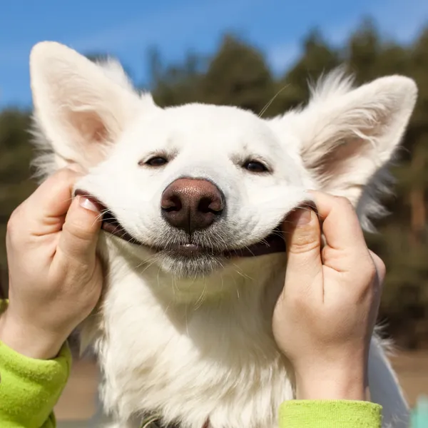 Cão pastor suíço sorri — Fotografia de Stock