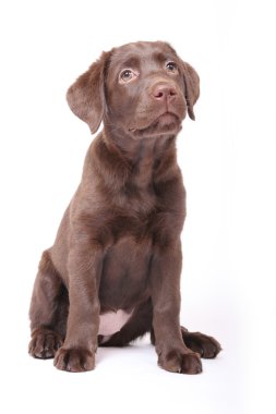 Labrador yavrusu