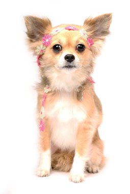 Lieve chihuahua