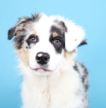 Australian shepherd puppy clipart