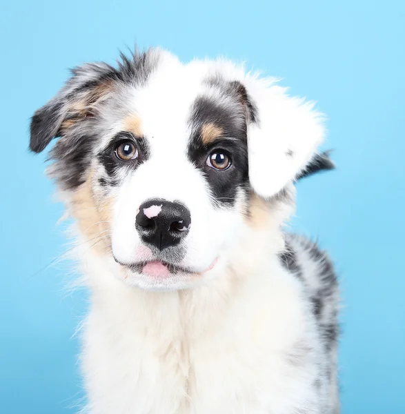 stock image Australian shepherd puppy