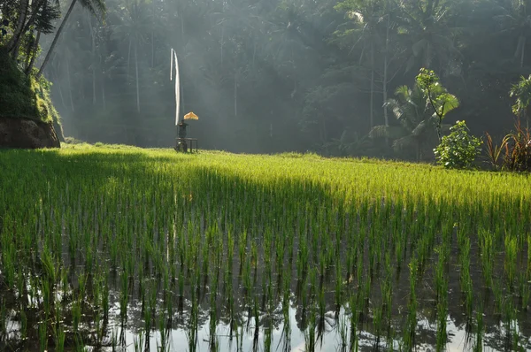 stock image Prayer flag in the rice fields