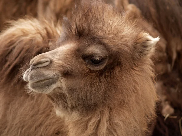 Bebé camello bactriano en nubra valle, ladakh Imágenes de stock libres de derechos