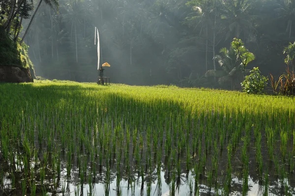 Drapeau de prière dans les rizières Image En Vente