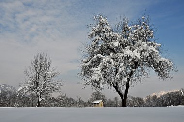 Yalnız ağaç kar kırsal ile yüklü