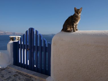 The cat on the white wall overlooking the sea clipart