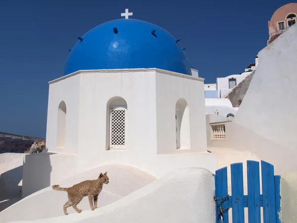 Un joli chat curieux près de l'église blanche et bleue — Photo