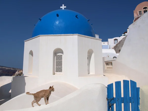 A lovely curious cat near white and blue church — Stock Photo, Image