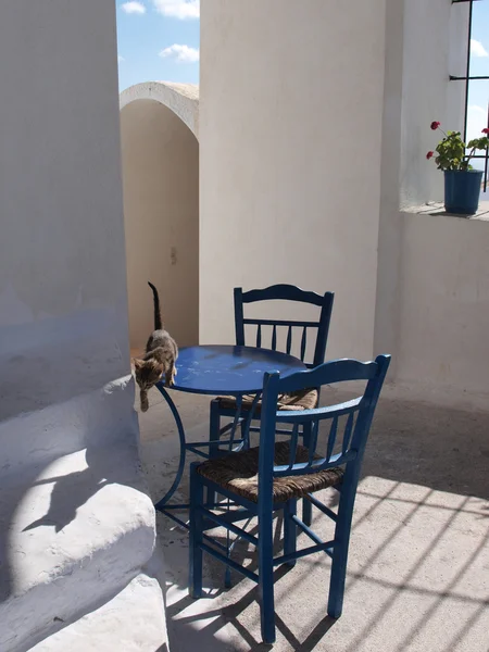 Kot to jumpsdown z tabeli niebieski na greckiej wyspie — Zdjęcie stockowe