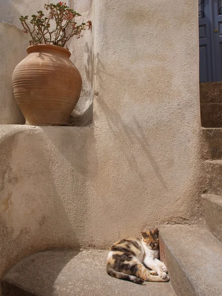 Chat adorable qui dort sur les marches près d'un pot de fleurs — Photo