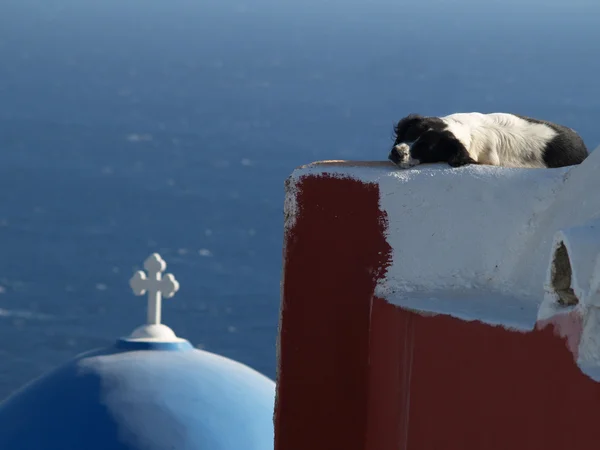 köpek overlloking uyuklayan Akdeniz