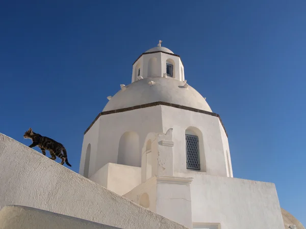 白い教会の上の猫 ストック写真