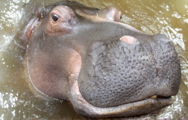 Hippo In water clipart