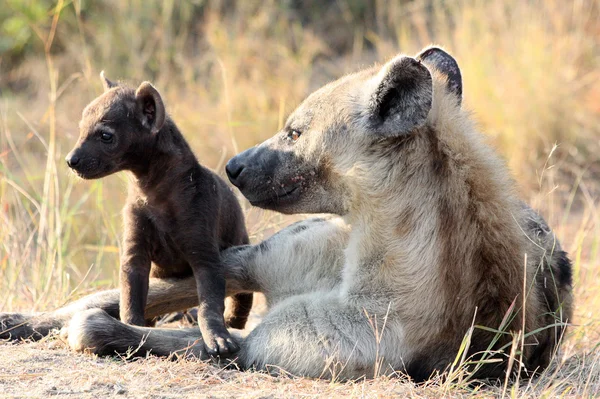 Matka i dziecko hiena — Zdjęcie stockowe