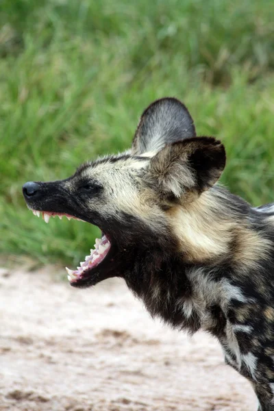 Křičí divoký pes — Stock fotografie