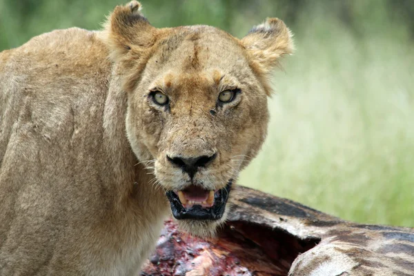 Lioness With Kill — Stock Photo, Image