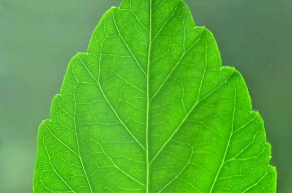 Green leaf largly — Stock Photo, Image
