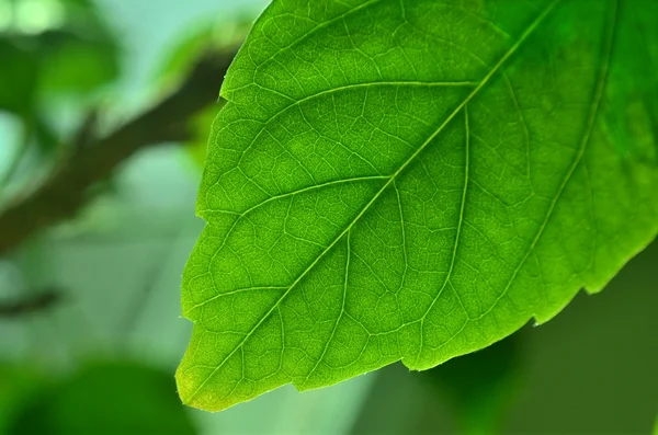 Stock image Green leaf