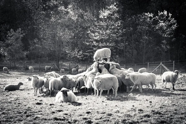 stock image The speech of a sheep