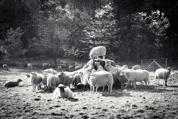 El discurso de una oveja Imagen de archivo