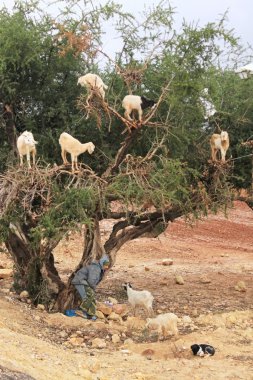 keçi Fas argan ağacı üzerinde
