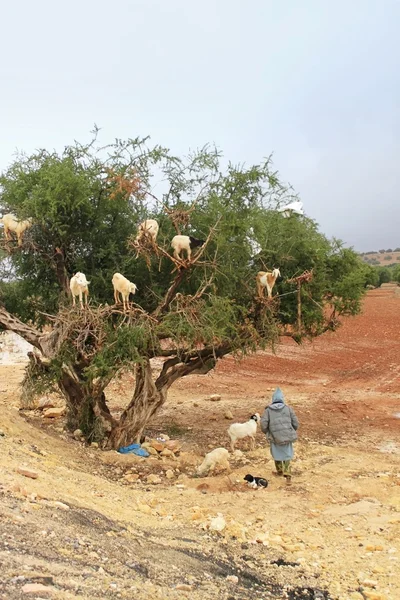 Cabras en árbol de argán, Marruecos —  Fotos de Stock