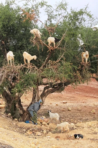 Keçi Fas argan ağacı üzerinde — Stok fotoğraf