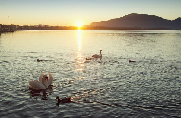 Swans in love at sunset — Stock Photo, Image