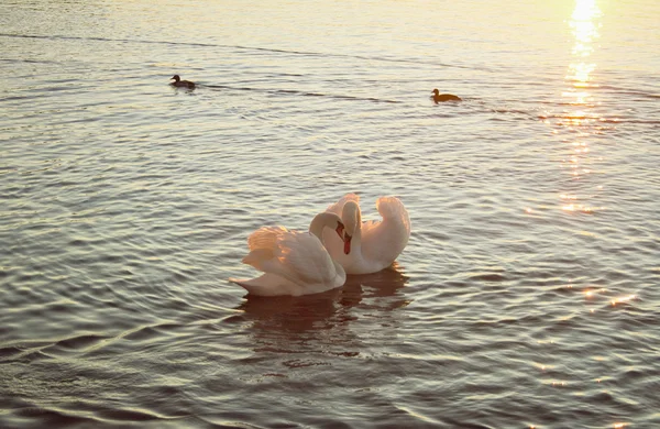 Cisnes apaixonados ao pôr do sol — Fotografia de Stock