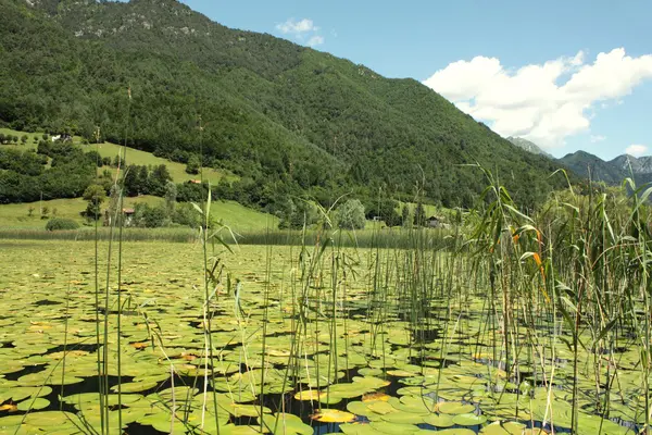 Озеро с водными лилиями — стоковое фото