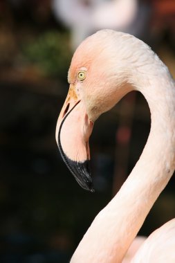 pembe flamingo