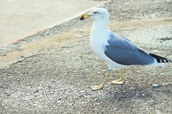Seagull äta — Stockfoto