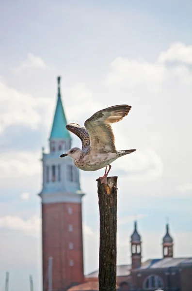 Чайка у Венеції — стокове фото
