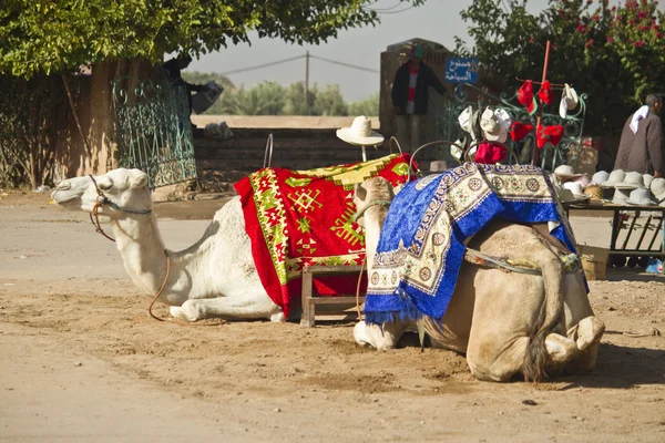 Les chameaux au Maroc — Photo
