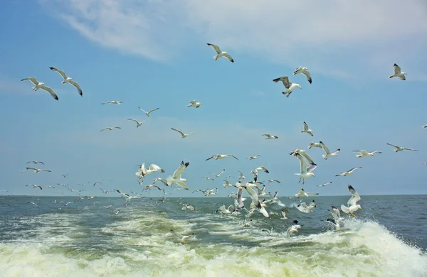 Чайки на волне лодки — стоковое фото